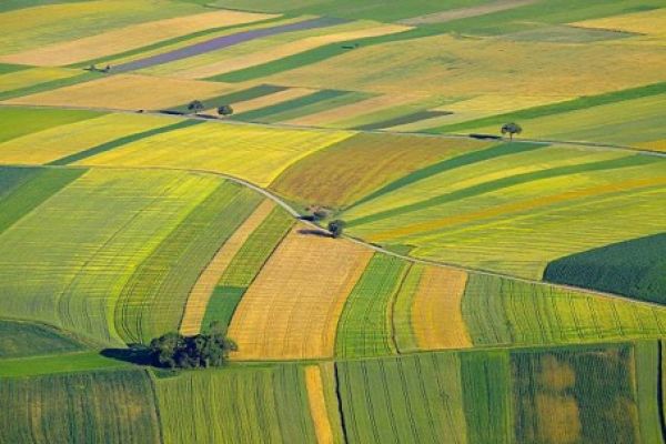 Landwirtschaftliche Flächen (2 Grundstücke)